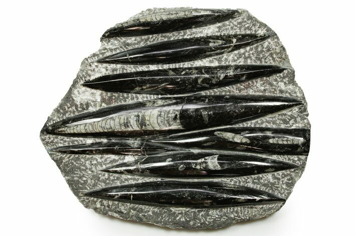 Polished Fossil Orthoceras (Cephalopod) Plate - Morocco #372654